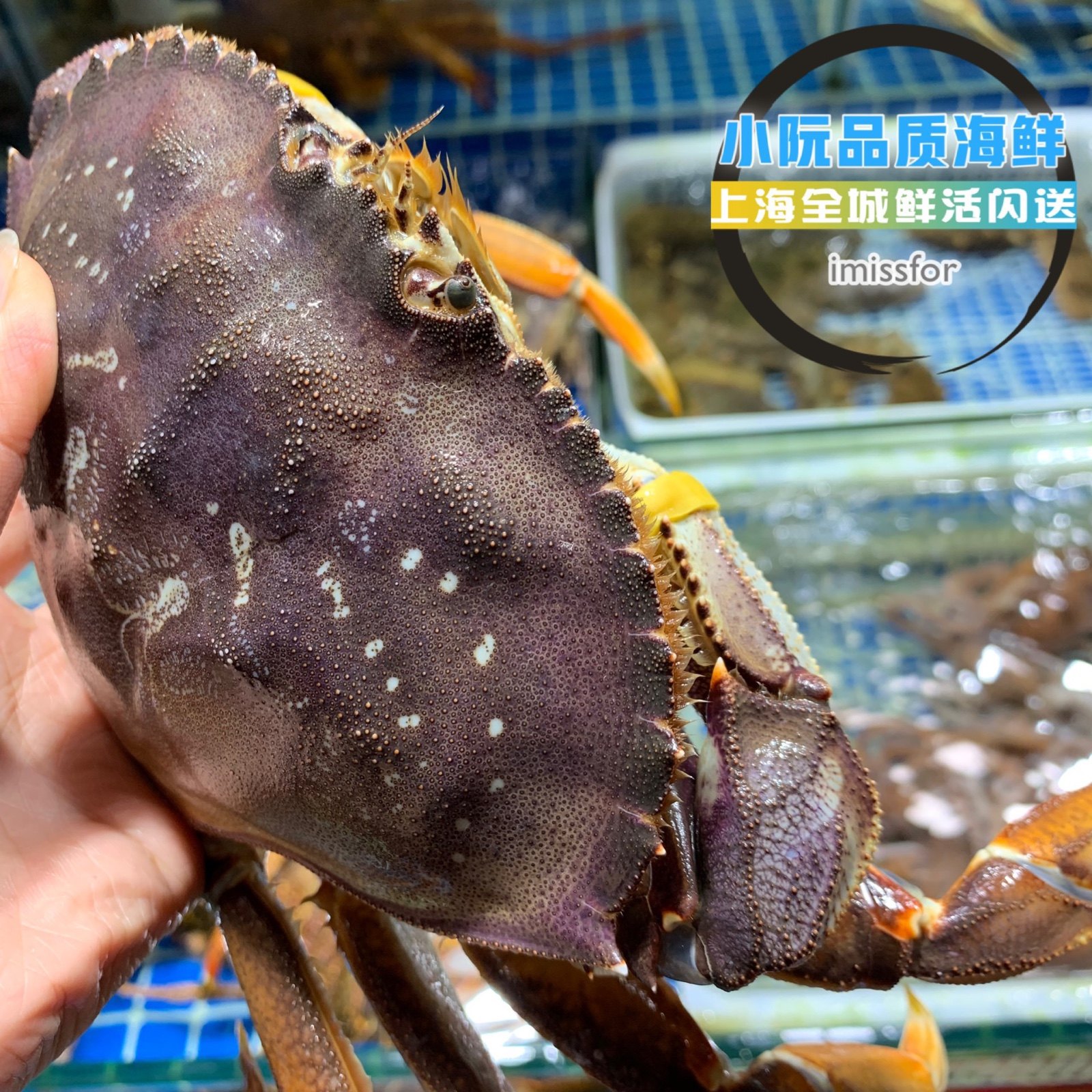 鲜活珍宝野生进口海鲜水产长脚帝王面包蟹膏珍宝蟹