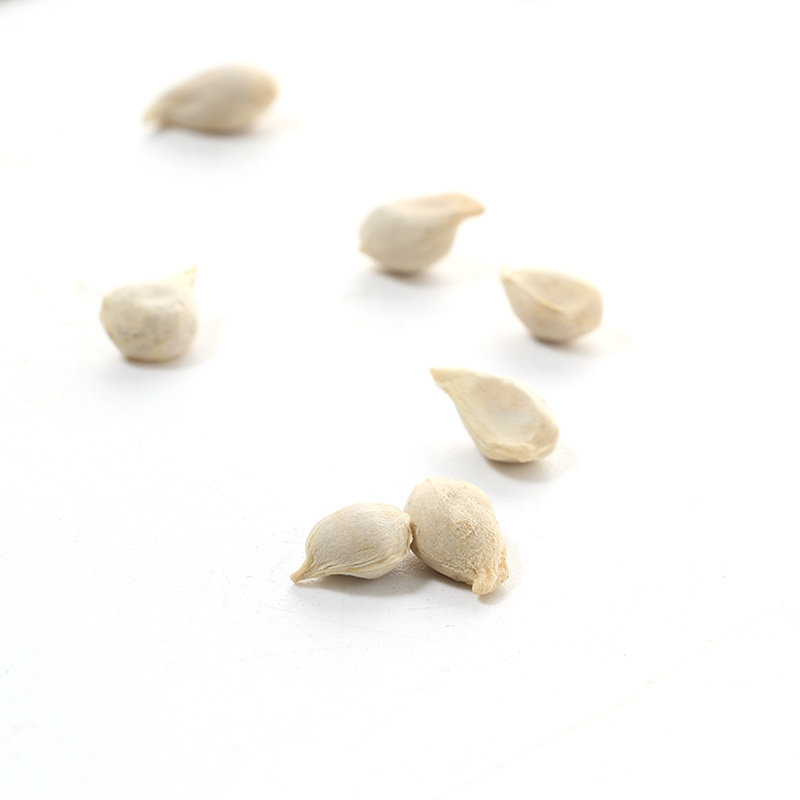 橘核500克橘子仁橘子核橘米橘仁桔子籽中药都发货另有荔枝核玫瑰