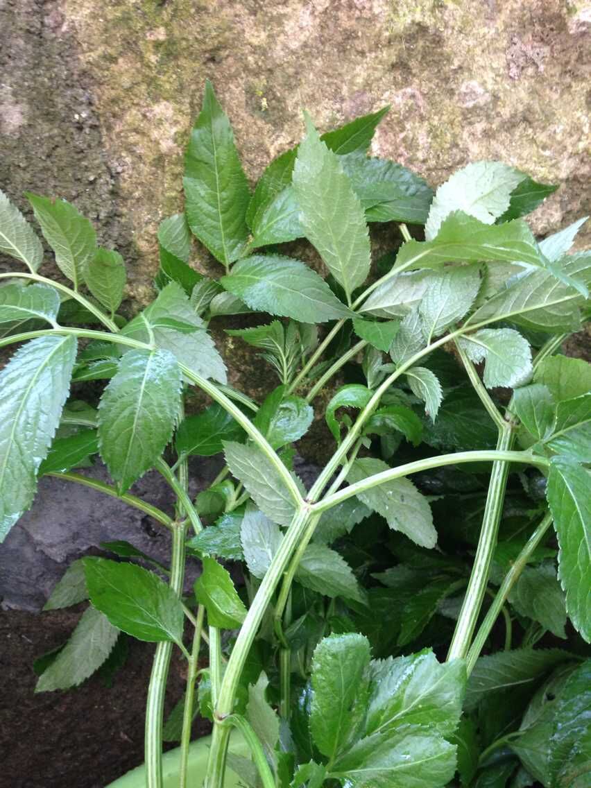 新鲜接骨草中草药关节痛跌打扭伤骨伤药材小接骨丹陆英八棱麻