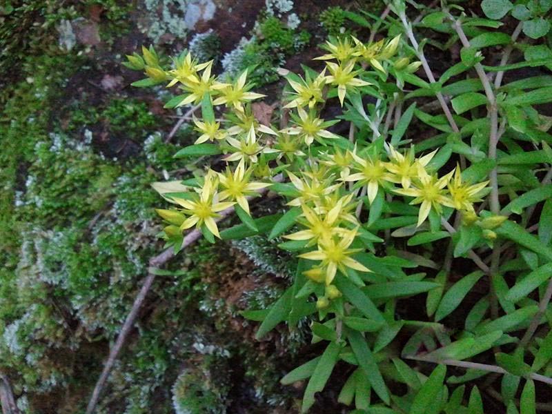 缙云大源特产 垂盆草老鼠芽白蜈蚣 垂盘草 新鲜中草药 鲜品现采吃