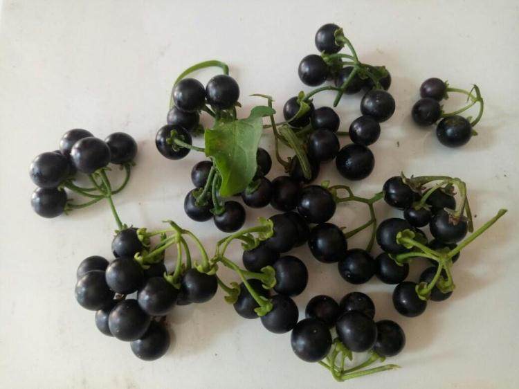 新鲜龙葵包邮500克东北黑天天黑悠悠呦呦星星绿植