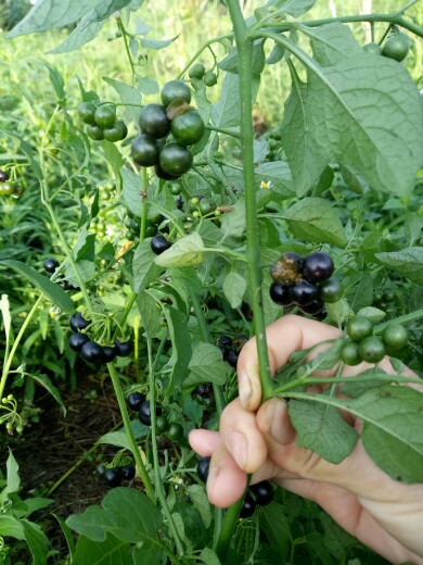 新鲜龙葵包邮500克东北黑天天黑悠悠呦呦星星绿植