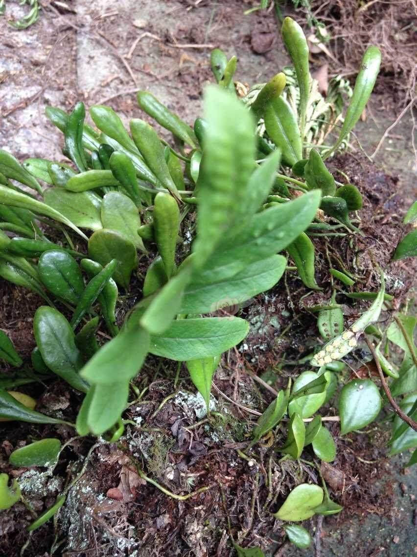 点石成山山水盆景专用吸水石草树假山绿植鲜活绿植