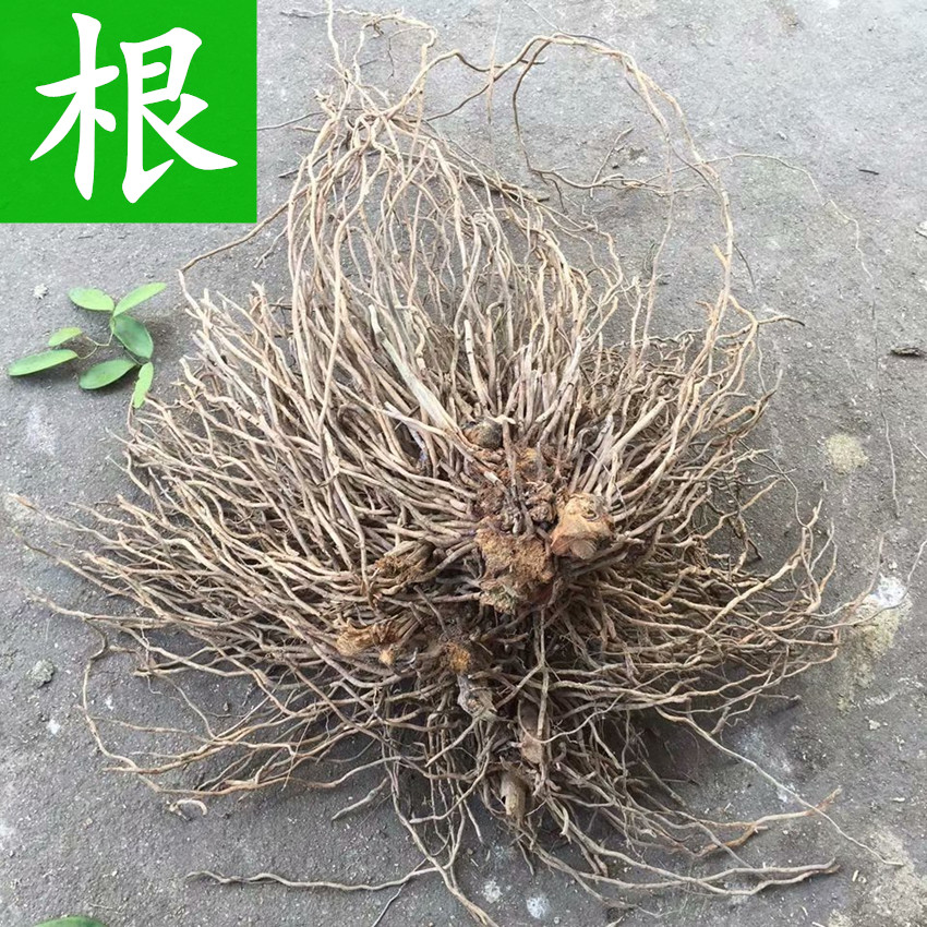 深山野生新鲜粉背菝葜大通筋牛尾结牛尾蕨中药材草菝葜克贺山