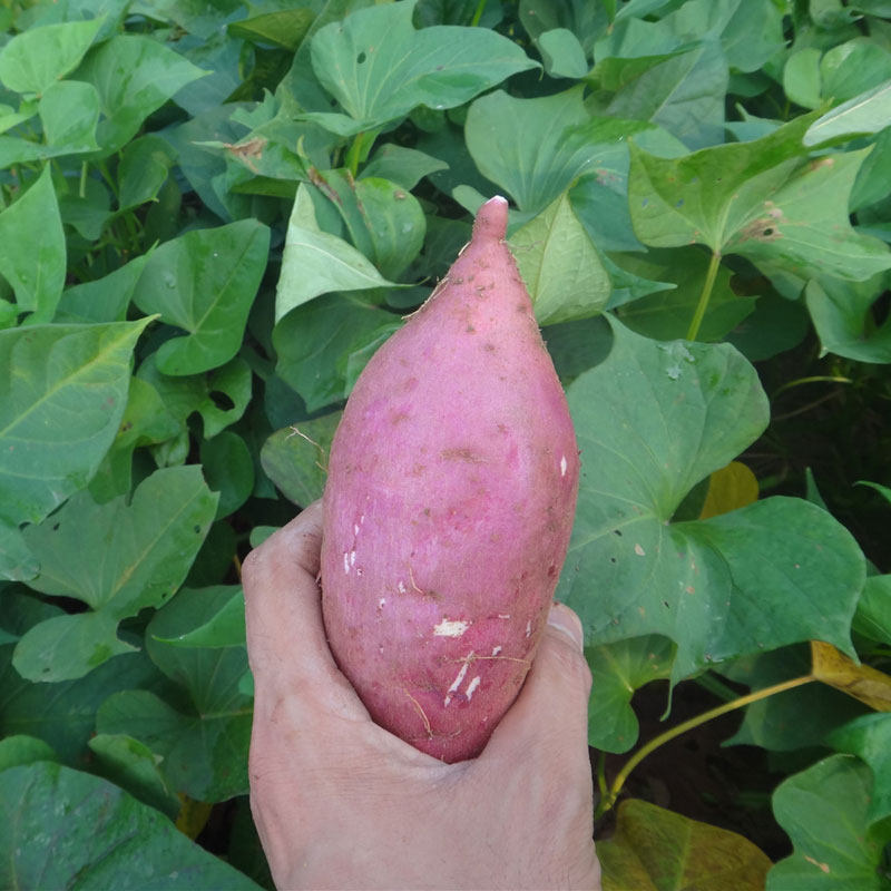 现挖新鲜红薯农家红黄心薯地瓜山芋软糯香甜番薯