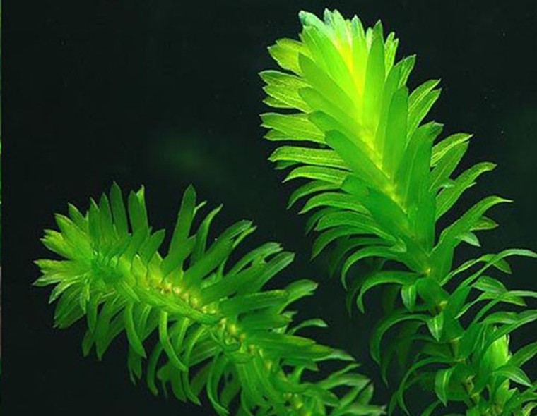 水草蜈蚣水蕴水中中叶中后后景活体入门4颗水草