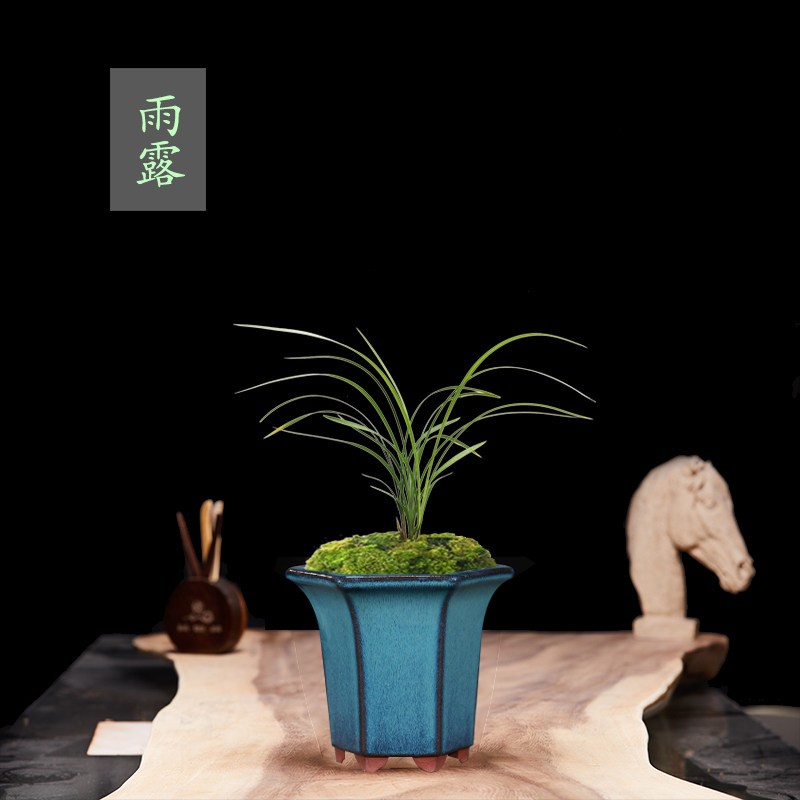 灵兰阁春剑名品兰花苗雨露素心花卉阳台办公室盆栽时令草本花卉