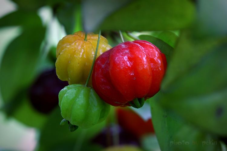 树苗巴西红果灯笼果庭院阳台盆栽果实变色红灯笼果树