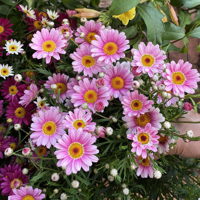 玛格丽特花苗雏菊盆栽多年生春夏阳台花园盆原土带时令草本花卉