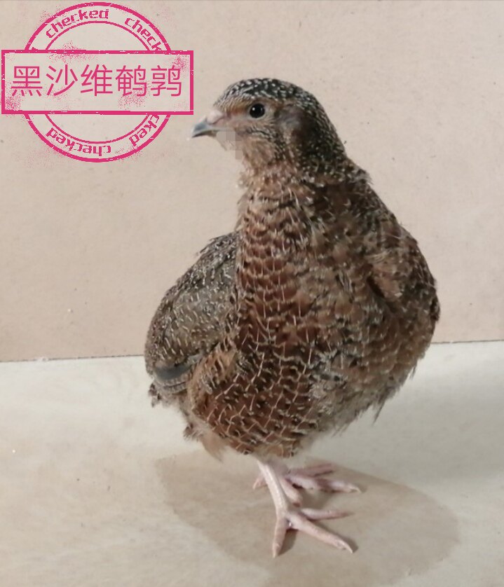 鹌鹑沙维种蛋包邮白沙维法国巨型受精鸟