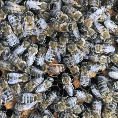 西域黑蜂王生产王高生产型蜜型王新疆黑蜂伊犁黑蜂王包邮