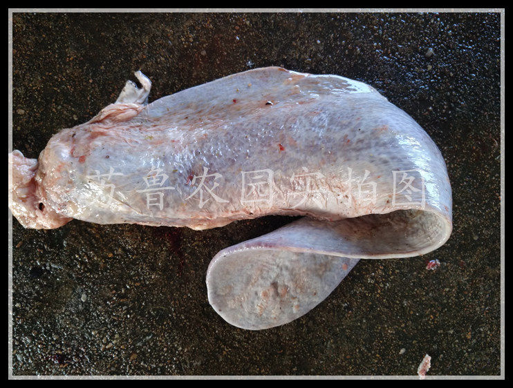 新鲜牛脾脏 牛沙肝 牛杂 牛下水 10份包邮江浙沪皖