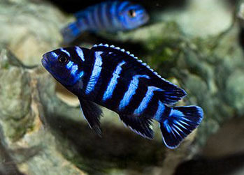 正宗特蓝斑马三湖慈鲷热带观赏鱼水族活体鱼缸鱼