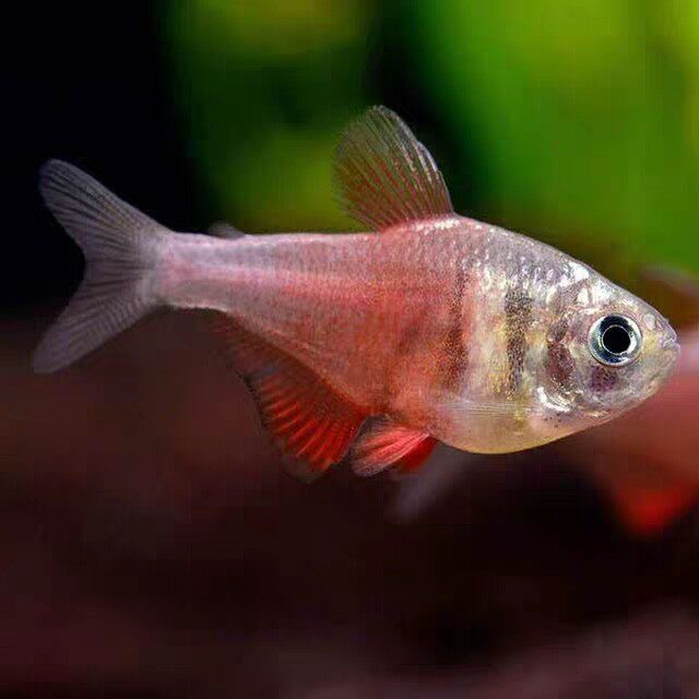 火焰旗灯热带鱼观赏鱼淡水小型灯科鱼脂鲤鱼扯旗鱼