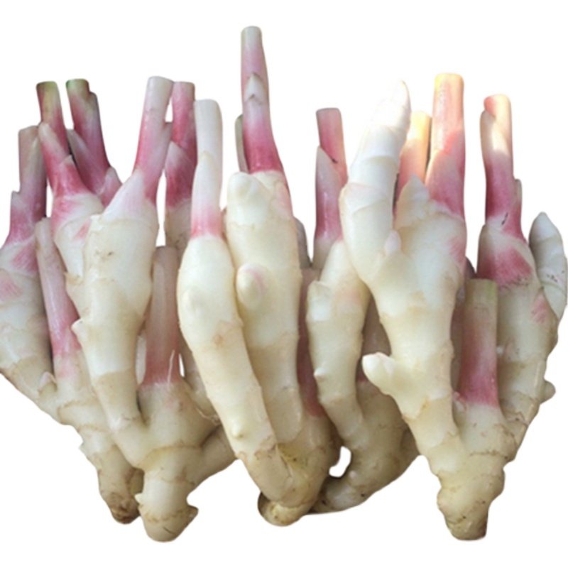 巩记姜芽大嫩红即食生姜酸甜2021姜酸甜嫩姜醋泡生姜