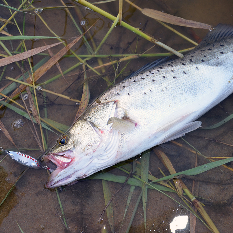 俞唐淡水路亚饵羽毛水蛭双曲铁板勺型亮片马口翘嘴鲈鱼鳜鱼桂鱼饵