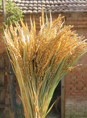 稻穗麦穗高粱穗谷子穗小麦大麦干花