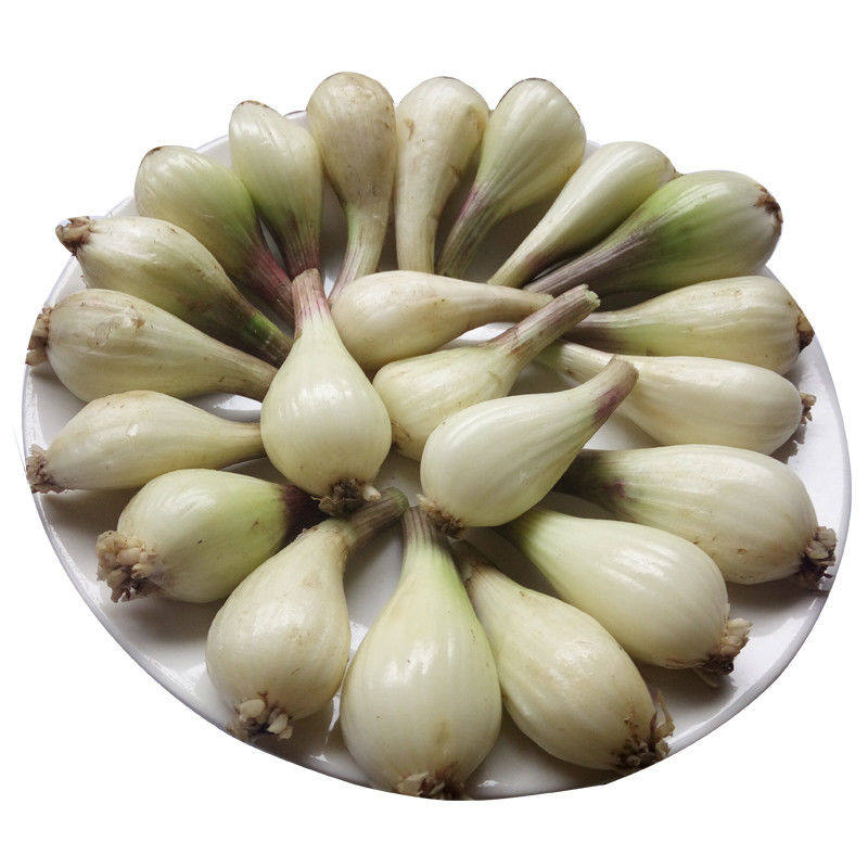 农家自种茭白茭头新鲜荞头无叶叫头藠头薤白家庭园艺种子
