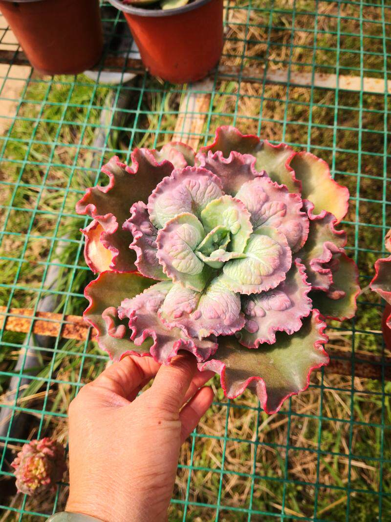 云南南多植物稀有大棚直销进口包菜嘉年华新手多肉植物