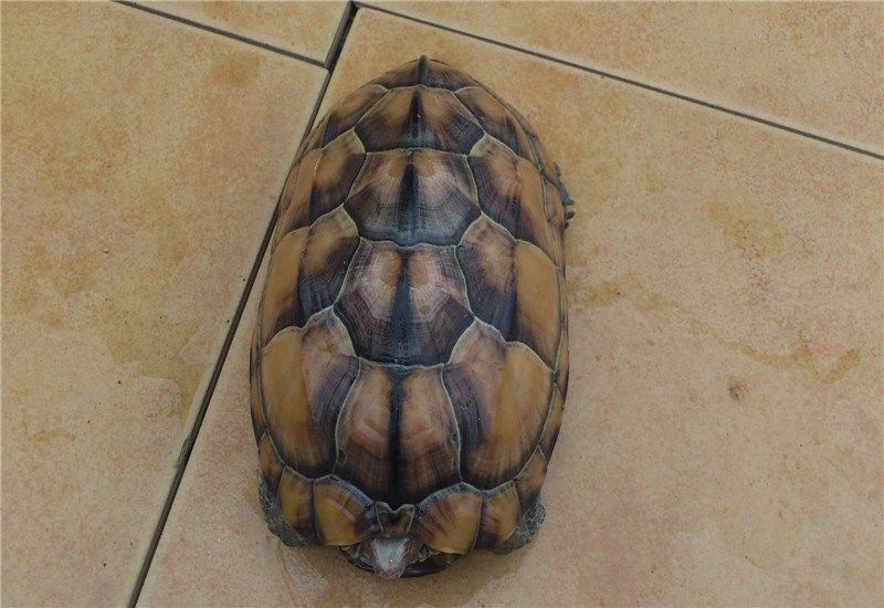 长寿龟活物大乌吃菜家养草龟宠物大型龟