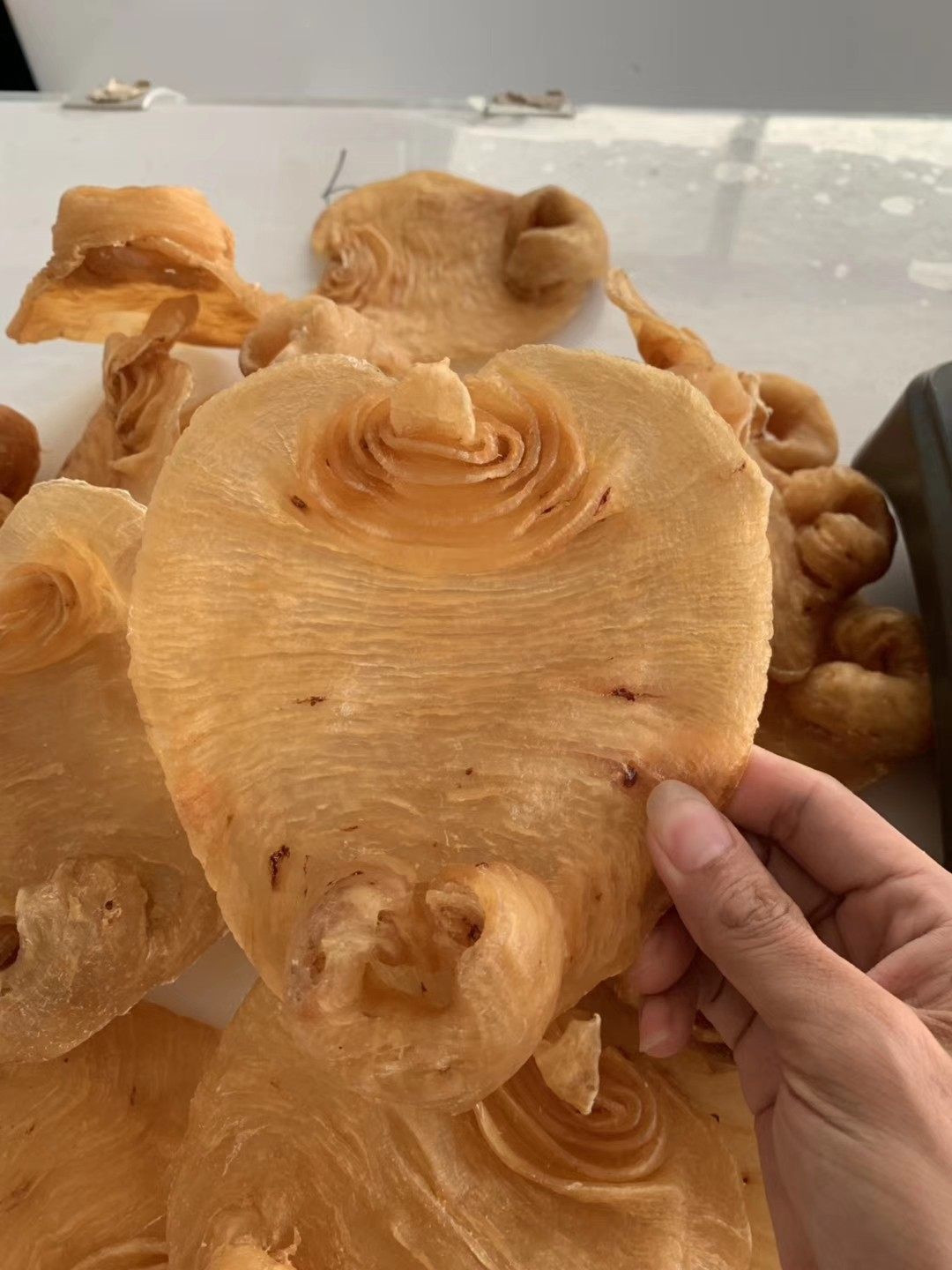 陈年老花湛江赤嘴鱼胶深海公肚干货正品鱼肚花胶