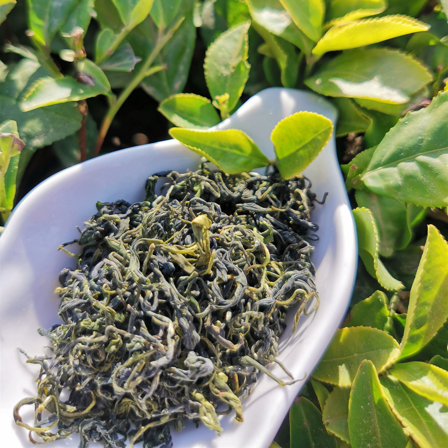 山东特产日照绿茶2020新茶正宗原产地手工茶叶其它绿茶