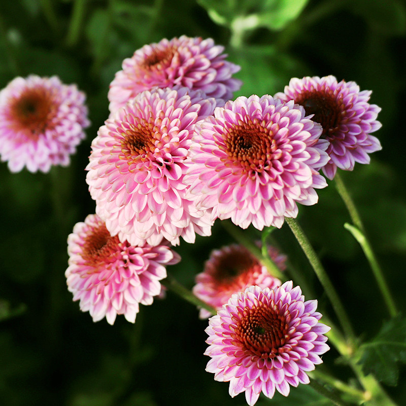 东篱园艺粉色多利利亚进口菊花花苗室内外阳台花卉