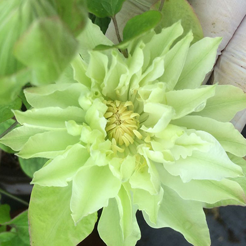 东篱园艺铁线莲美登丽夏尔曼阿比比林多年生花园时令草本花卉