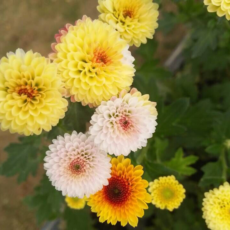 东篱园艺亮晶晶小米米菊花卉穴盘苗秋室内外阳台时令草本花卉