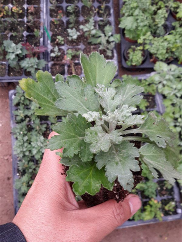 东篱园艺日本食用紫菊花苗室内外阳台庭院盆栽花卉植物多年生美观