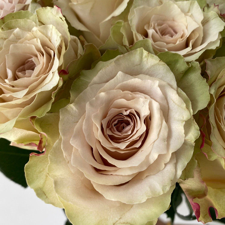 复古古美流沙玫瑰鲜切花头绚丽绽放水瓶插花鲜花速递同城