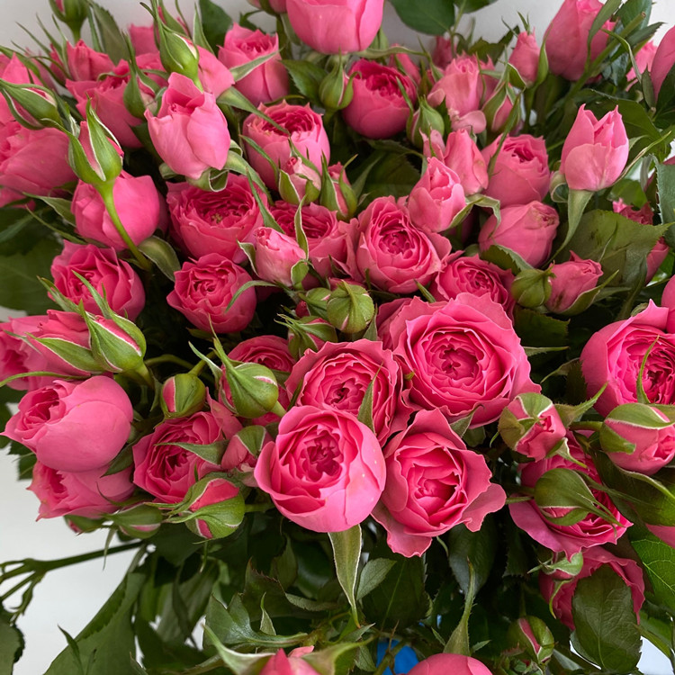 柔美美系花卉苏菲玫瑰鲜鲜切花桃红色蜜桃花朵鲜花速递(同城)
