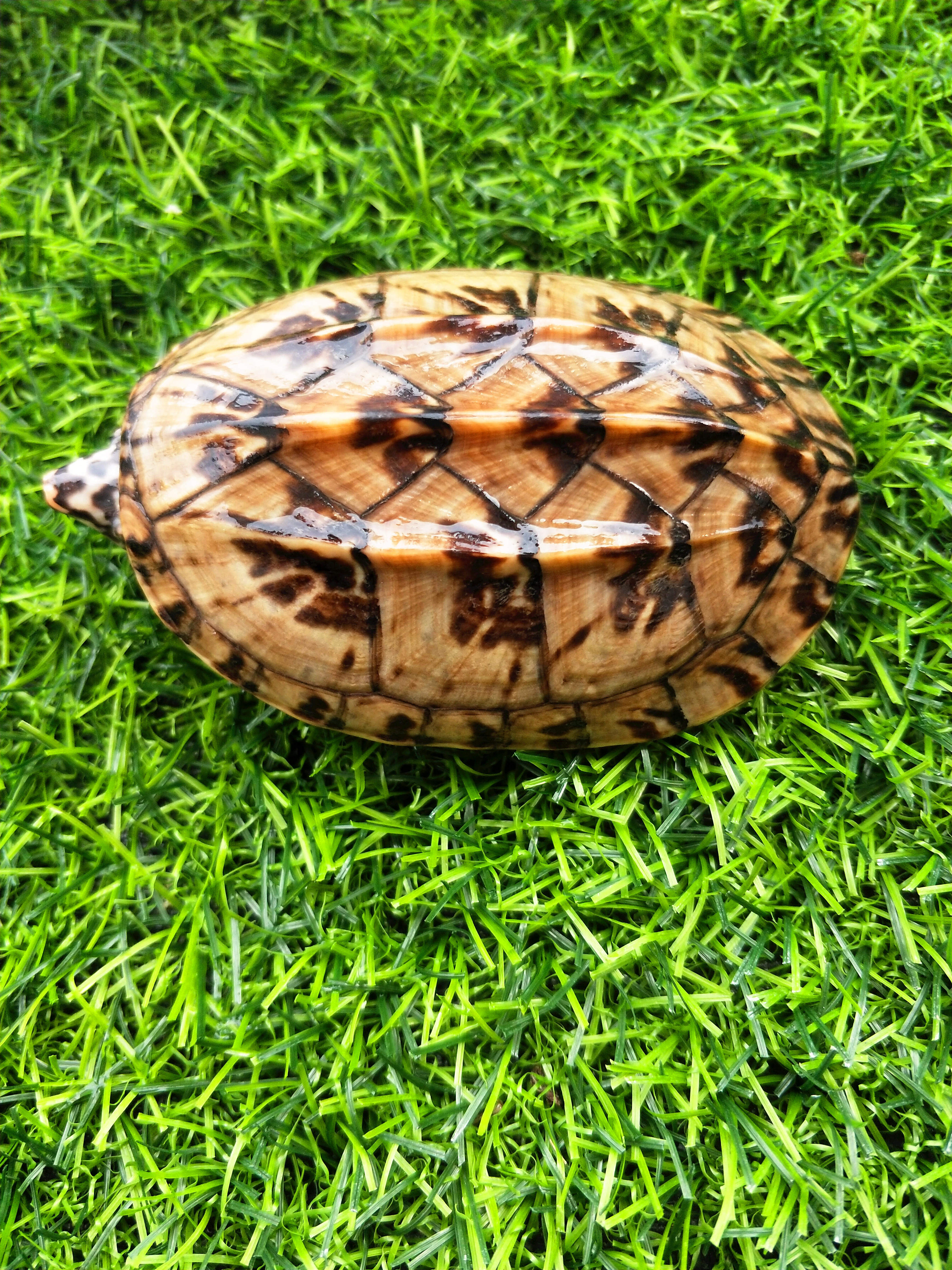 墨蛋宠物龟水龟白唇果果核剃刀麝香红面虎纹龟