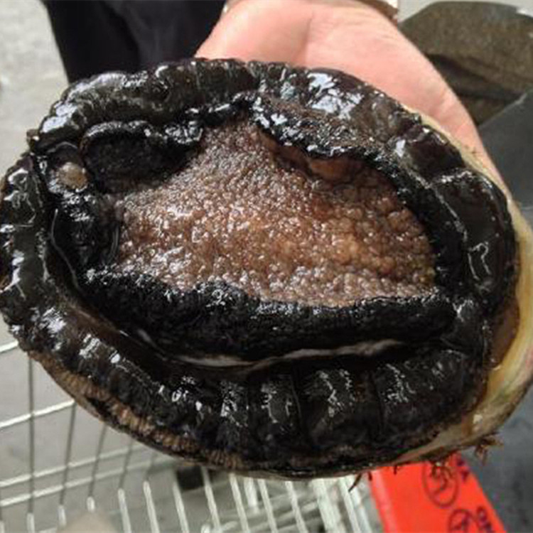 鲍鱼一斤多一一只天然活大鱼刺澳洲黑金炖汤鲍鱼