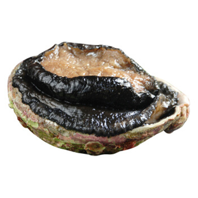 鲍鱼一斤多一一只天然活大鱼刺澳洲黑金炖汤鲍鱼