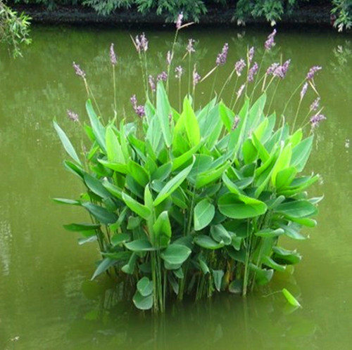 水生花卉植物人工湿地种植挺水绿植再力花花苗水生鸢尾黄菖蒲池塘