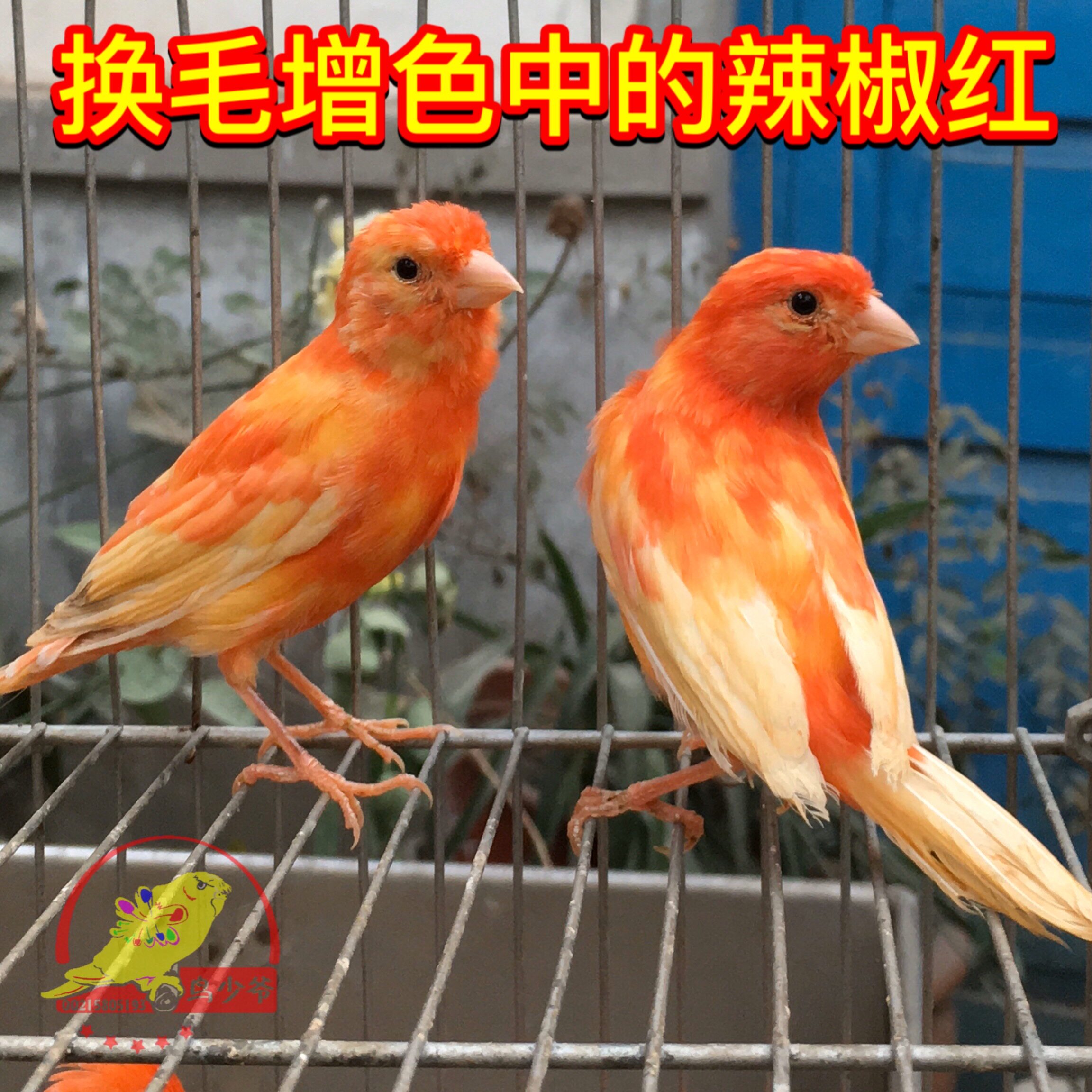 桂皮玉鸟活体芙蓉辣椒活鸟金丝雀包邮鸟