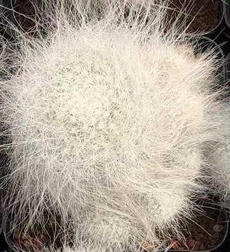 玉翁妍远仙园穴原乳突球属实生开花精品仙人多肉植物