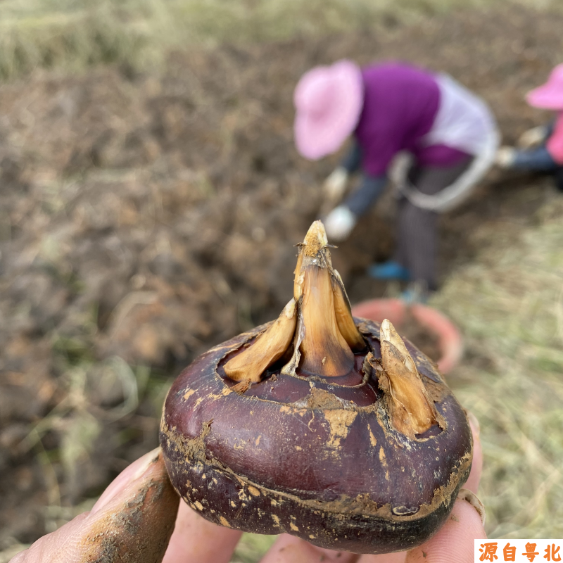 广东乐昌北乡马蹄超甜荸荠新鲜现挖地梨当季水果粤北特产清甜无渣