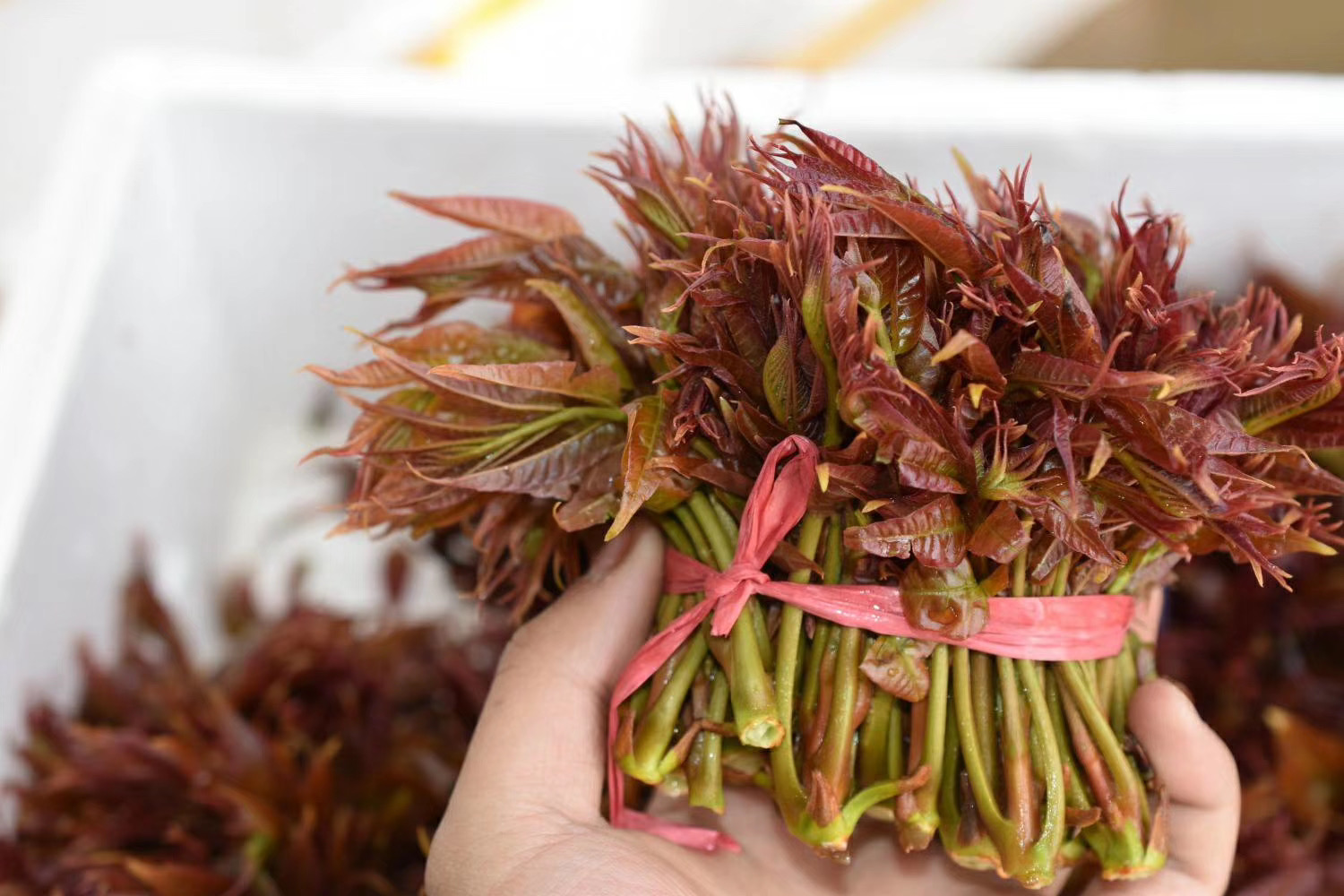 2020现货新鲜头茬香椿芽椿木芽现摘2斤包邮当季农家时令蔬菜特产