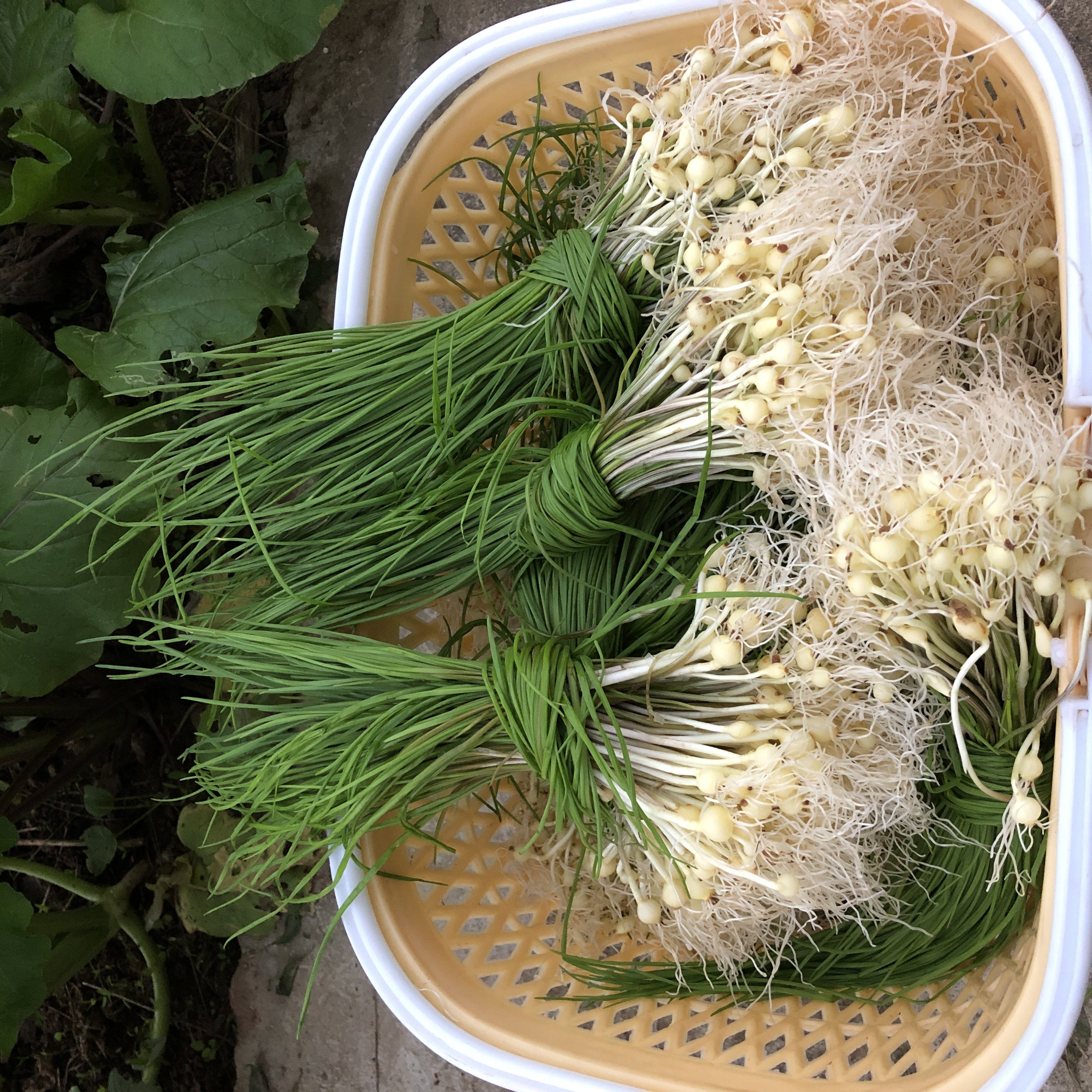 湘西新鲜野葱野菜现挖小根蒜胡葱沙当季农家菜葱类