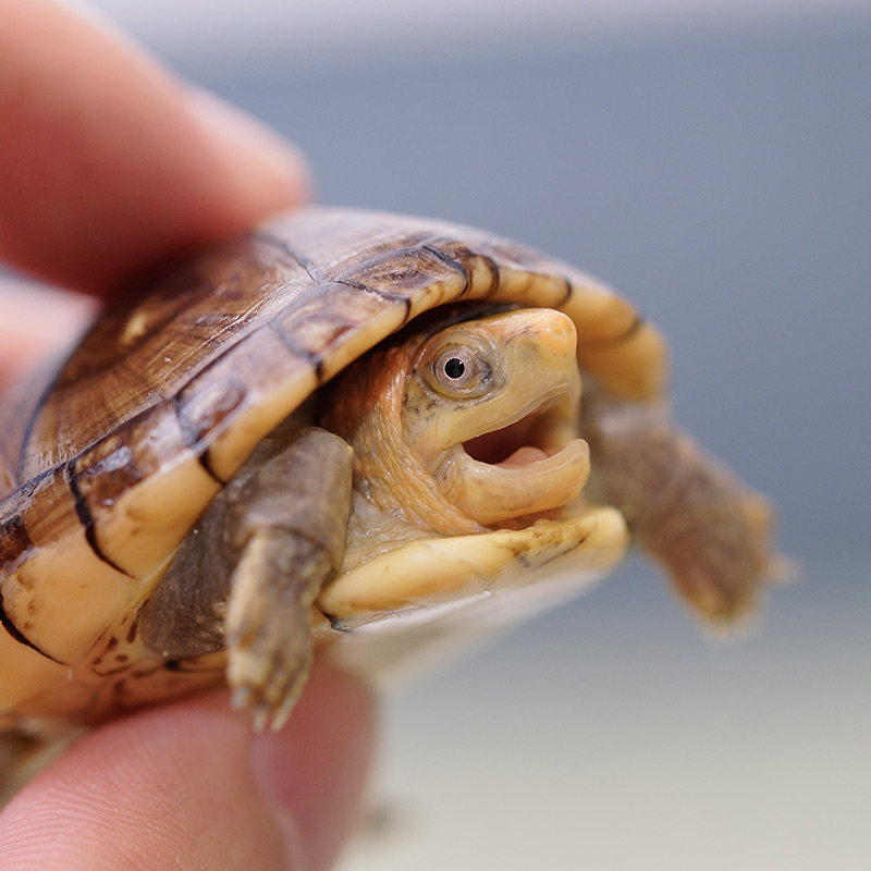 甲甲北部白唇泥龟头活体深水观赏迷你蛋龟小型龟