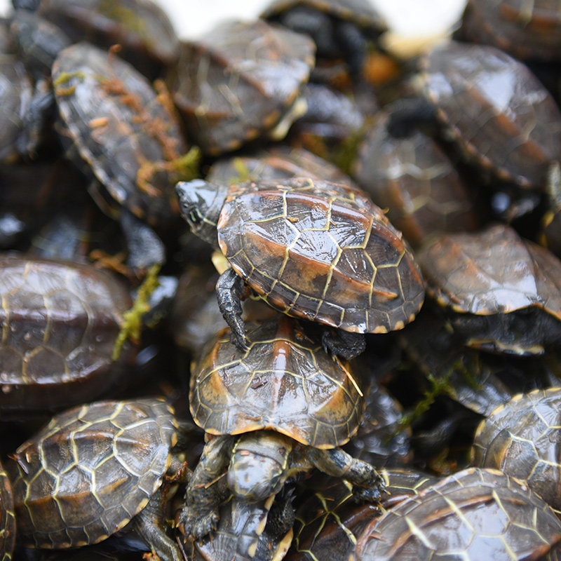 草龟乌龟活体宠物龟草龟外金线中华水陆招财龟