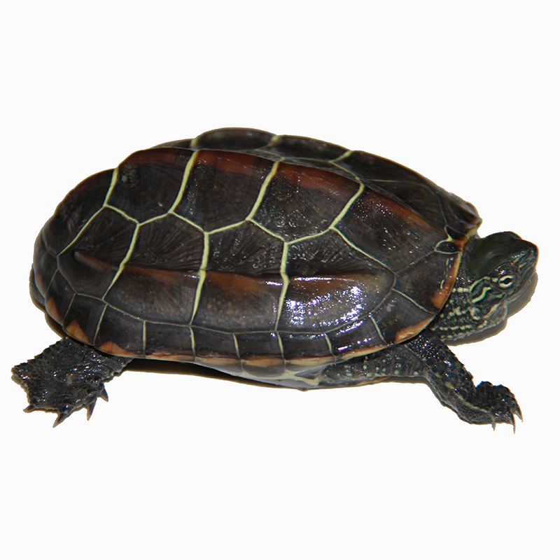 万骞归外塘苏北金线中华草龟腹墨小乌龟活体龟苗龟