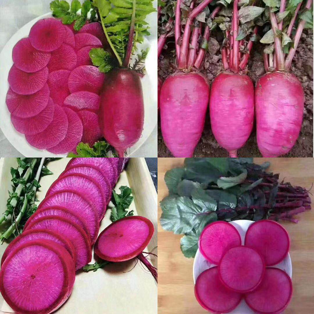 正宗天津沙窝水果凤梨萝卜紫美人红萝卜新鲜脆甜8斤非潍坊潍县