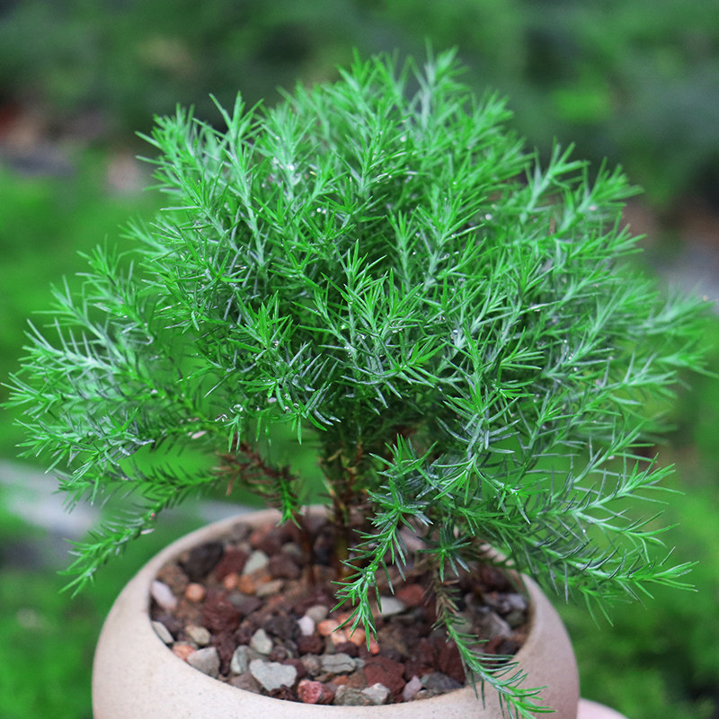 盆栽雾松室内植物四季常青绿植好养易活阳台绿植