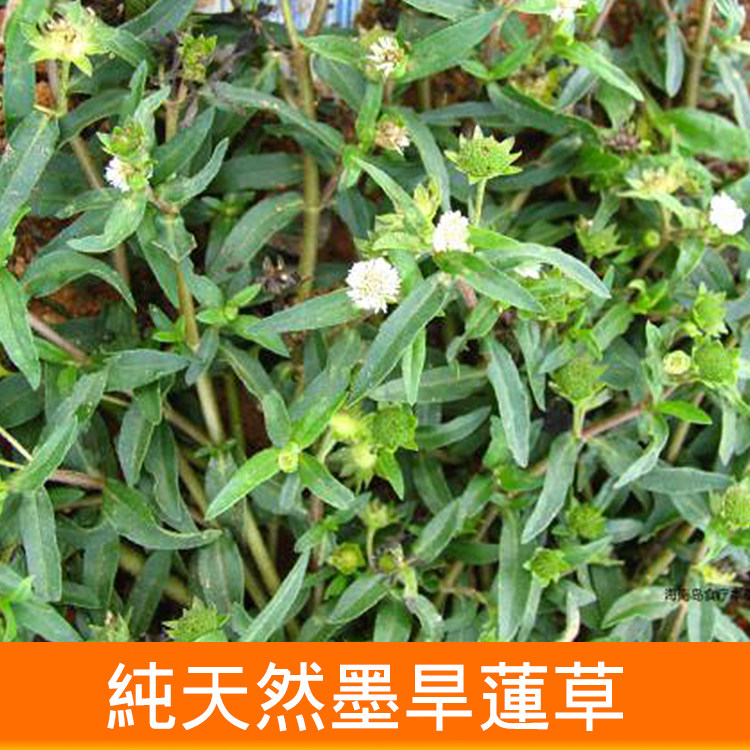 农家野生墨旱莲草新鲜现采发黑墨草旱墨莲鳢其它