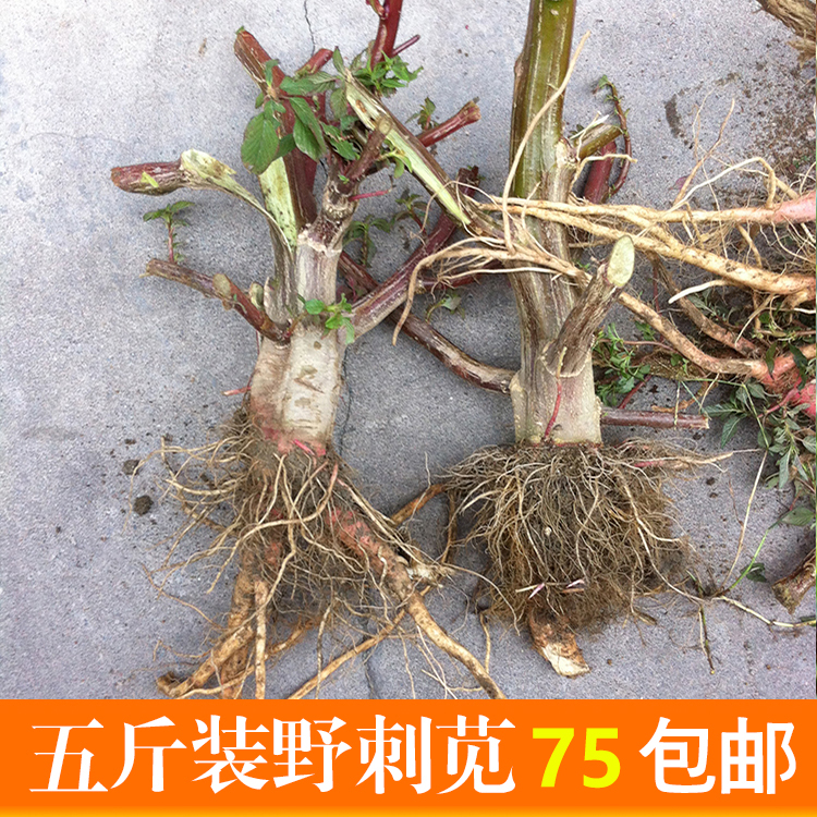 农家新鲜野生有机刺苋菜根红菜头苋菜蔬菜刺簕头其它