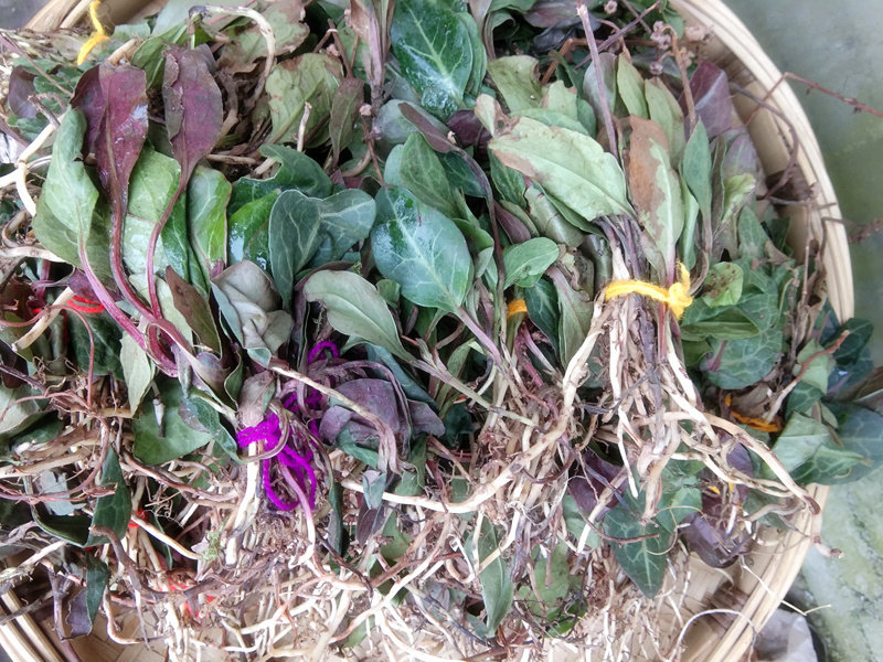 贵州鹿含500克新鲜农产品苗家草药紫背衔草鹿寿其他药食同源食品