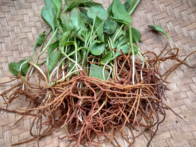 贵州农产品一支箭生货500克中药材青藤带根全株蛇咬子瓶尔小草